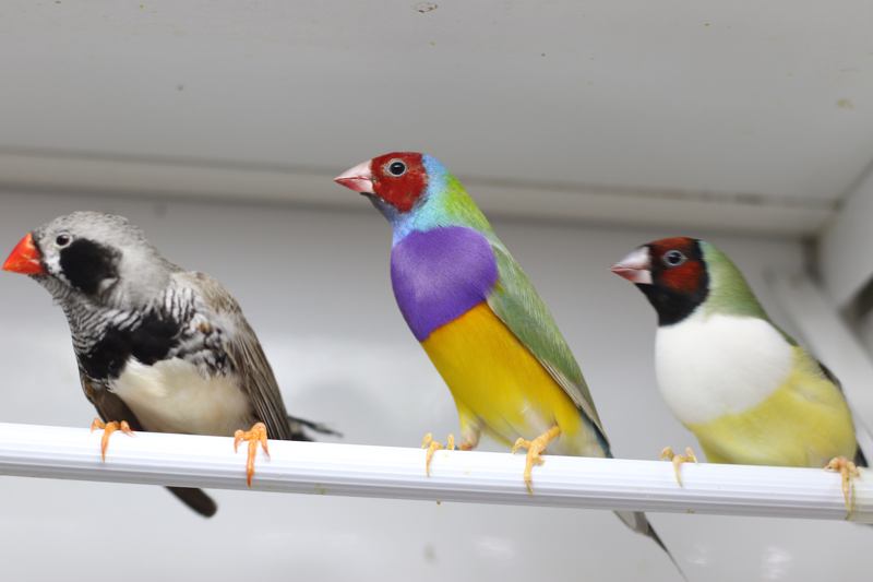 Bisagra Suyo extraño Especialista en aves en Barcelona - Fauna Viva